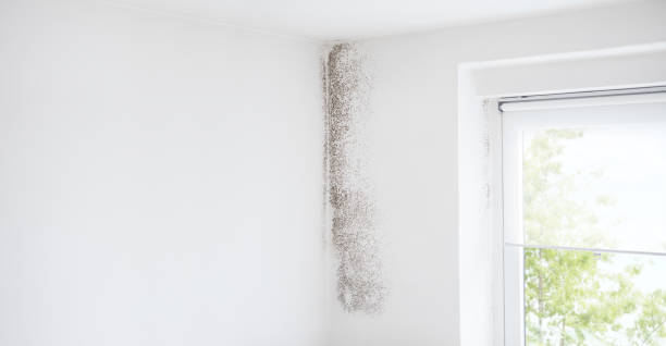 Professional Mold Removal in Poplar Bluff, MO